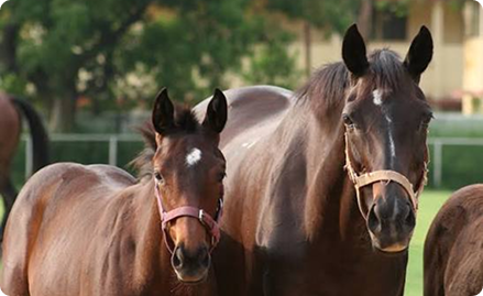 Kunigal Stud Farm